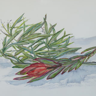 Leucadendron 2020