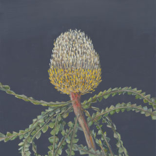 Yellow Banksia 2020