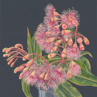 Flowering Gum 2022